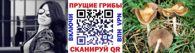 Галлюциногенные грибы Psilocybine cubensis  Прокопьевск 